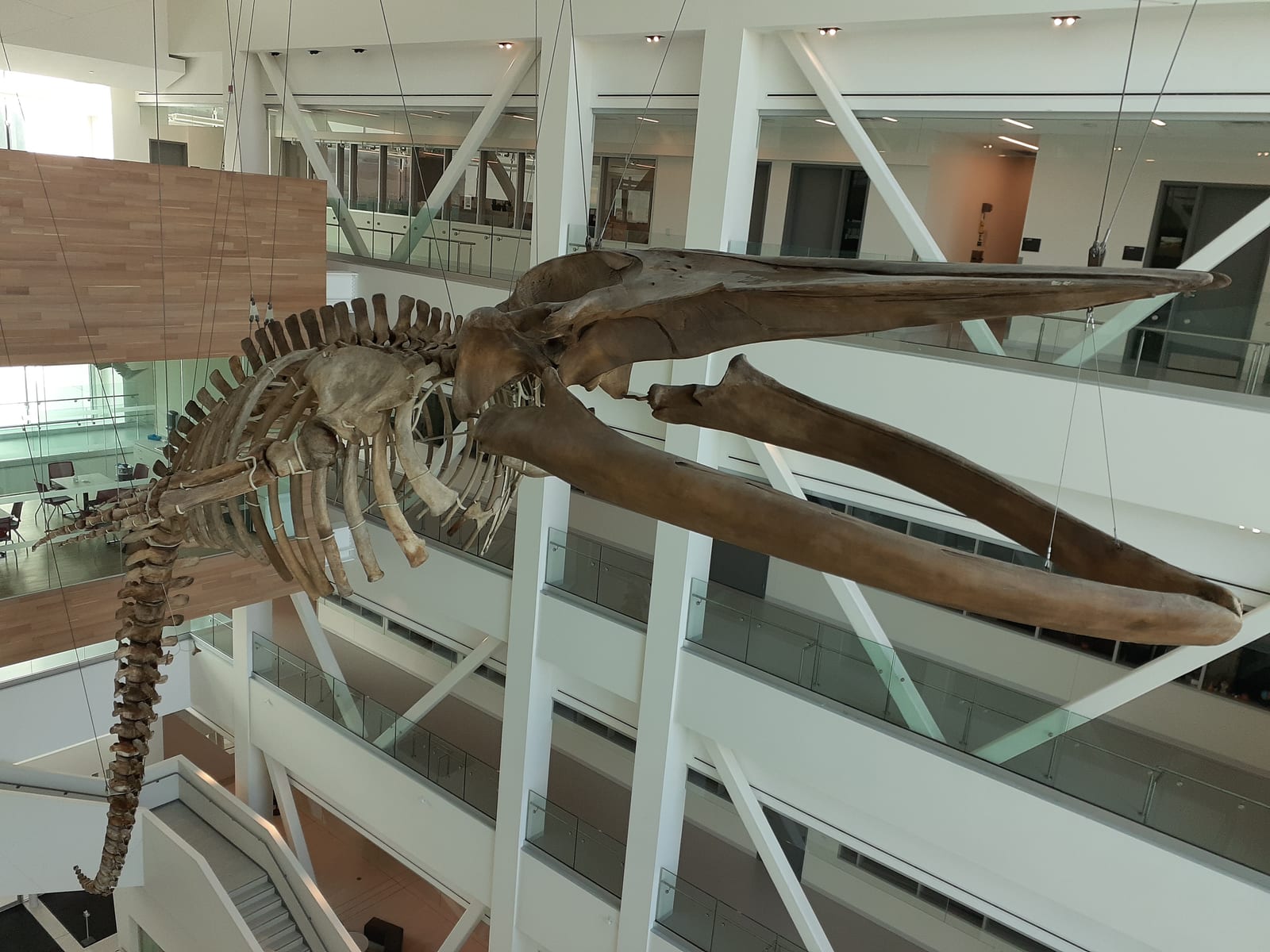 Whale Skeleton Display, Memorial University of Newfoundland